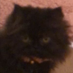 Meet your Posher, Elektra